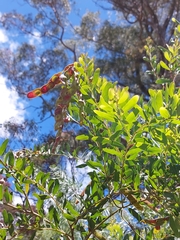 Acacia prominens