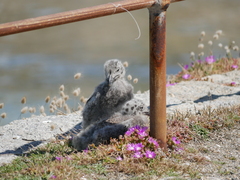 Larus pacificus georgii