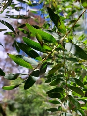 Acacia prominens