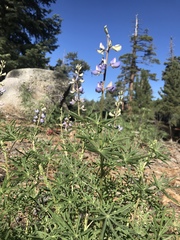 Lupinus hyacinthinus
