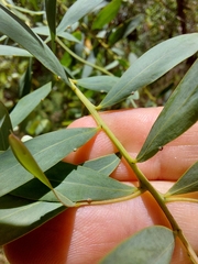 Acacia prominens