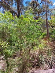 Acacia prominens