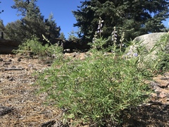 Lupinus hyacinthinus