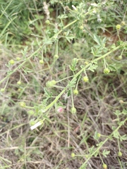 Kosteletzkya depressa