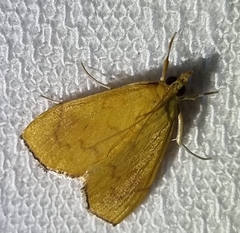 Hyalobathra brevialis