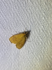 Hyalobathra brevialis