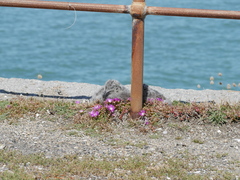 Larus pacificus georgii