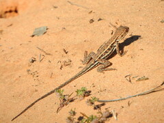 Ctenophorus spinodomus