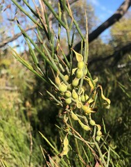 Acacia spinescens