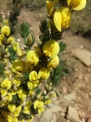 Aspalathus sceptrum-aureum