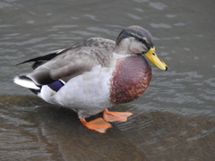 Anas platyrhynchos × zonorhyncha