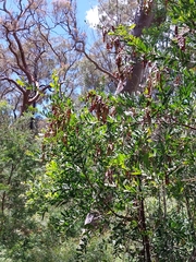 Acacia prominens