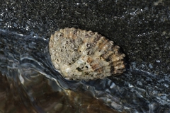 Patella ferruginea