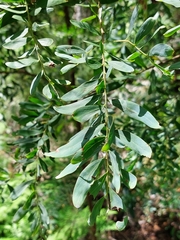 Acacia prominens