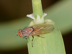 Meiosimyza lineata