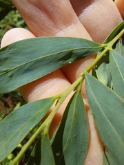 Acacia prominens