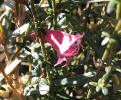 Prostanthera serpyllifolia