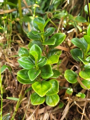 Peperomia borbonensis