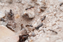 Dorymyrmex insanus