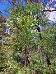 Acacia prominens