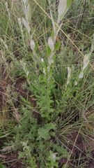 Athrixia phylicoides