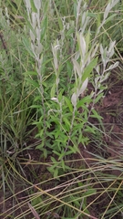 Athrixia phylicoides