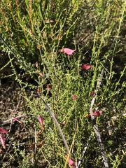 Prostanthera serpyllifolia