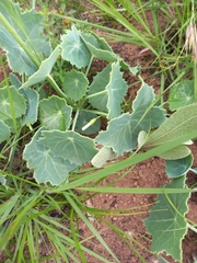 Senecio oxyriifolius