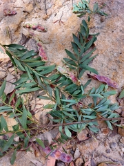 Acacia prominens