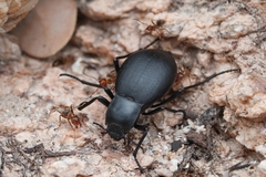 Liometopum apiculatum