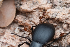 Liometopum apiculatum