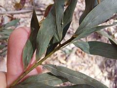 Acacia prominens