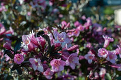 Weigela florida