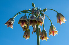 Allium siculum
