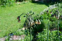 Allium siculum