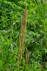 Rumex acetosa