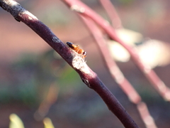 Opisthopsis rufithorax