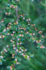 Cotoneaster horizontalis
