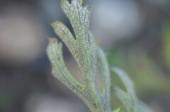 Peronospora arborescens