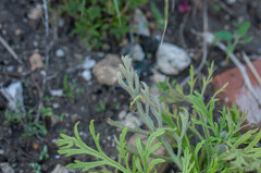 Peronospora arborescens