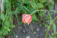 Peronospora arborescens
