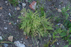 Peronospora arborescens