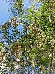 Acacia prominens