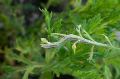 Peronospora arborescens