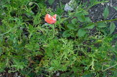 Peronospora arborescens