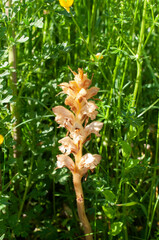Orobanche caryophyllacea