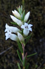 Epacris obtusifolia