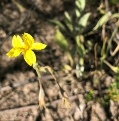 Goodenia robusta