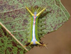 Anaxidia lozogramma