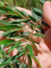 Acacia prominens